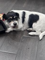 Found/Stray Male Dog last seen Evergreen and Everett mall way, Everett, WA 98203