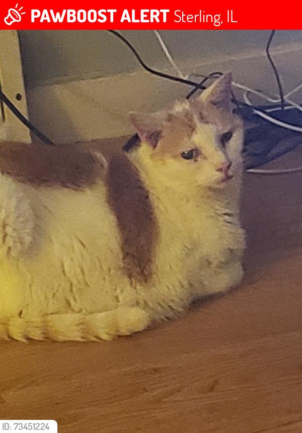 Lost Male Cat last seen 5th street & broadway, Sterling, IL 61081