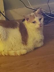 Lost Male Cat last seen 5th street & broadway, Sterling, IL 61081