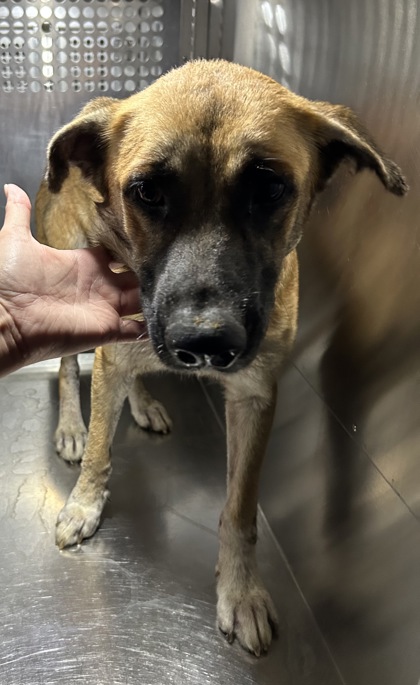 Shelter Stray Female Dog last seen Near Travis Ave, South District, TX, 355 Hillshire Dr, Haslet, TX 76052, USA
