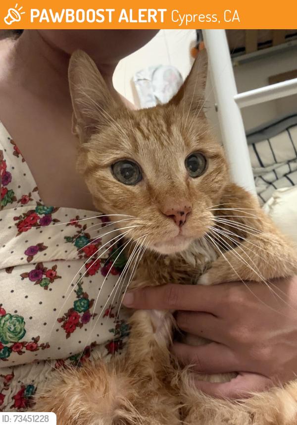Found/Stray Male Cat last seen Arnold Cypress Park, Cypress, CA 90630