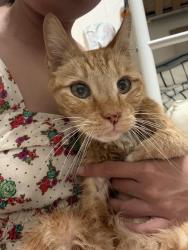 Found/Stray Male Cat last seen Arnold Cypress Park, Cypress, CA 90630