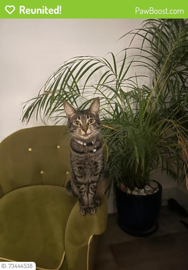 Reunited Female Cat last seen Quicks Road and Hardy Road, Greater London, England SW19 1HY