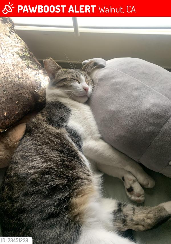 Lost Female Cat last seen Neighborhood behind the Korean BBQ, Walnut, CA 91789