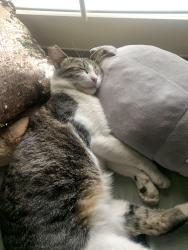 Lost Female Cat last seen Neighborhood behind the Korean BBQ, Walnut, CA 91789