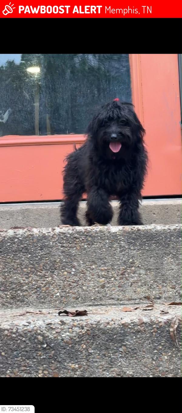 Lost Female Dog last seen Satin Oak & Rocky Park Dr, Memphis, TN 38141