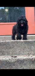 Lost Female Dog last seen Satin Oak & Rocky Park Dr, Memphis, TN 38141