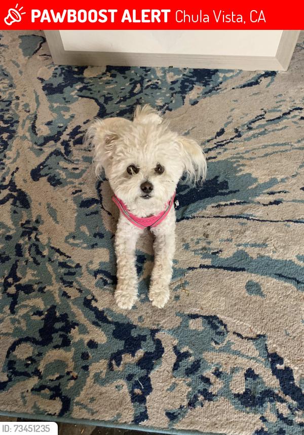 Lost Female Dog last seen lilac ave, Chula Vista, CA 91911