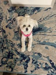 Lost Female Dog last seen lilac ave, Chula Vista, CA 91911