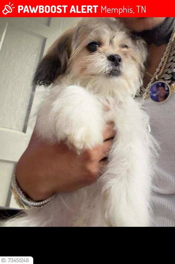 Lost Unknown Dog last seen Satin Oak & Rocky Park Dr, Memphis, TN 38141