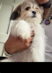 Lost Unknown Dog last seen Satin Oak & Rocky Park Dr, Memphis, TN 38141