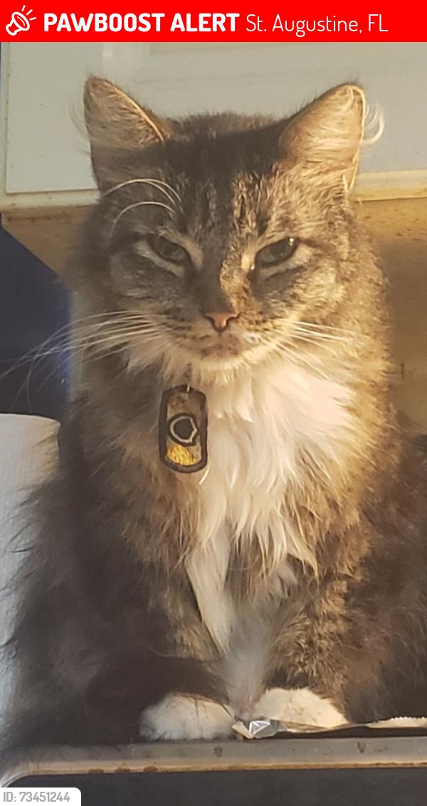 Lost Female Cat last seen Across the street from the St. Johns river college, St. Augustine, FL 32084