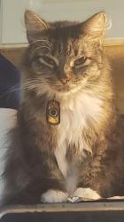 Lost Female Cat last seen Across the street from the St. Johns river college, St. Augustine, FL 32084