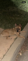 Found/Stray Male Dog last seen tenth st and michigan, Beaumont, CA 92223