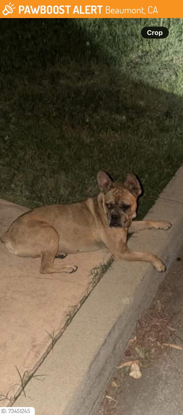 Found/Stray Male Dog last seen tenth st and michigan, Beaumont, CA 92223