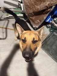 Found/Stray Male Dog last seen Appleton way, San Antonio, TX 78253
