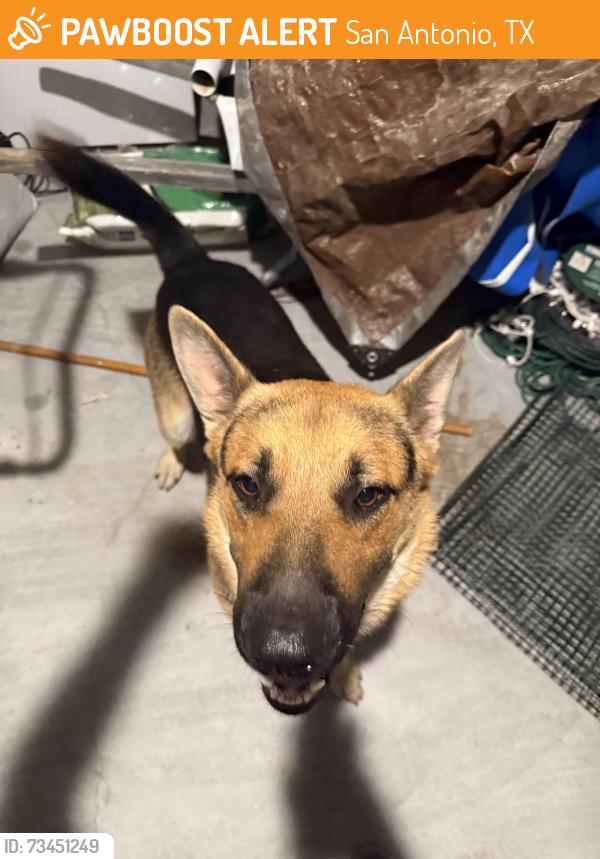 Found/Stray Male Dog last seen Appleton way, San Antonio, TX 78253