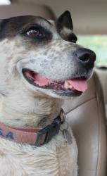 Lost Female Dog last seen College View Drive, Redding, CA 96003