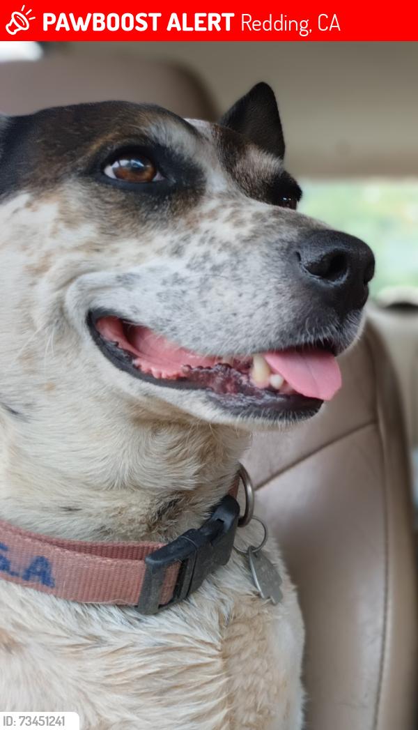 Lost Female Dog last seen College View Drive, Redding, CA 96003