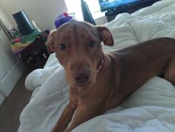 Reunited Female Dog last seen Dead River Rd, Tavares, FL 32778