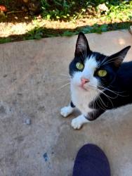 Found/Stray Unknown Cat last seen Thomas Rd and Thomason Rd, Cleveland, GA 30528