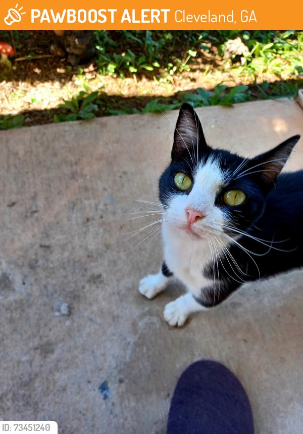 Found/Stray Unknown Cat last seen Thomas Rd and Thomason Rd, Cleveland, GA 30528