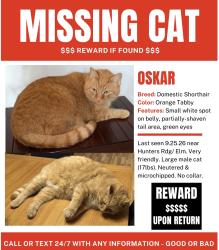Lost Male Cat last seen Elm street, mockingbird, Saint Charles, MO 63301