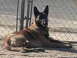 Lost Female Dog last seen 12th Ave and Irvington Rd, Tucson, AZ 85714