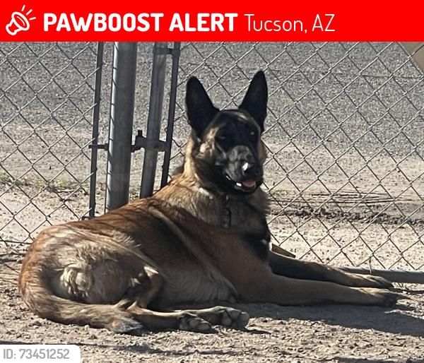 Lost Female Dog last seen 12th Ave and Irvington Rd, Tucson, AZ 85714