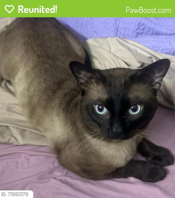 Reunited Male Cat last seen Reed Street, Coatesville, PA 19320