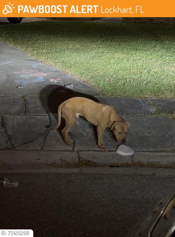 Found/Stray Male Dog last seen Mallard point ct/ Castell dr, Lockhart, FL 32810