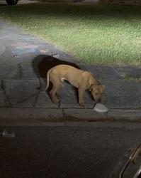 Found/Stray Male Dog last seen Mallard point ct/ Castell dr, Lockhart, FL 32810
