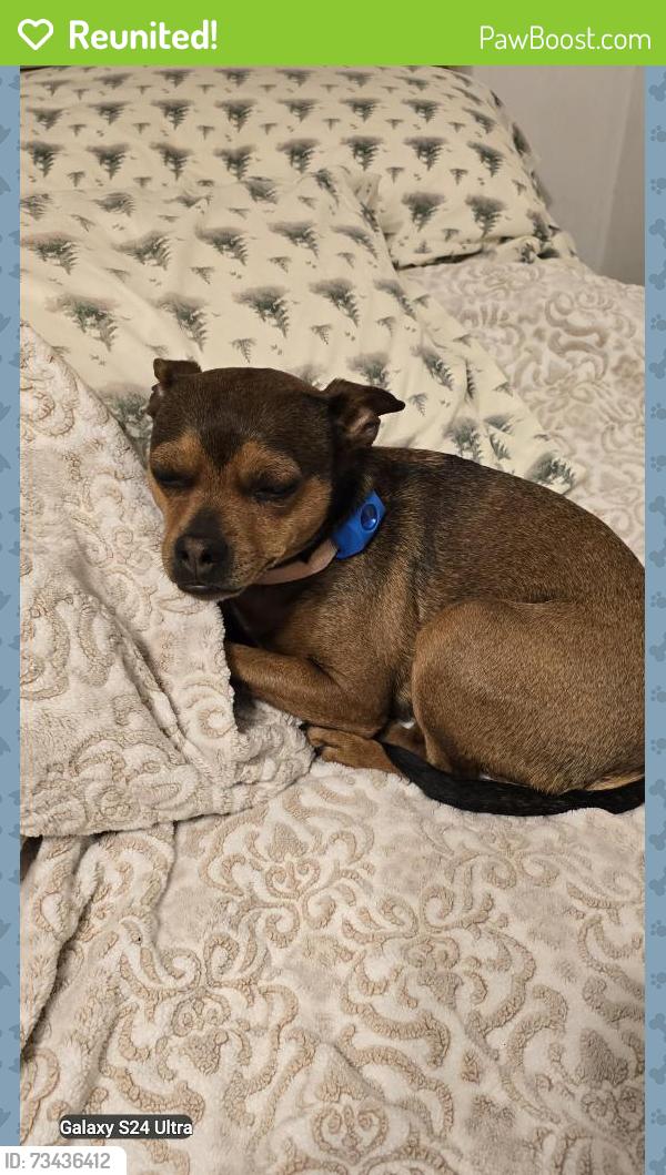 Reunited Female Dog last seen Underneath ravensburg Boulevard Bridge mon tour walk trail Clairton PA that starts at the Clairton pa sewage plant, Clairton, PA 15025