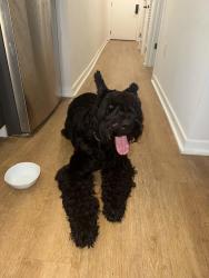 Reunited Unknown Dog last seen Eckington Pl & Q st, Washington, DC 20002