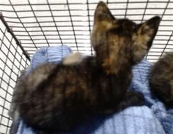 Shelter Stray Female Cat last seen CALIFORNIA/16TH AVE, 1419 Bryant St, San Francisco, CA 94103, USA