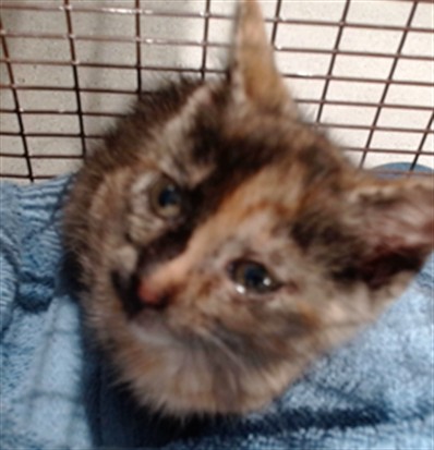 Shelter Stray Female Cat last seen CALIFORNIA/16TH AVE, 1419 Bryant St, San Francisco, CA 94103, USA