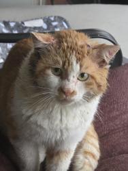 Lost Male Cat last seen Press Rd, Smithton, IL 62285