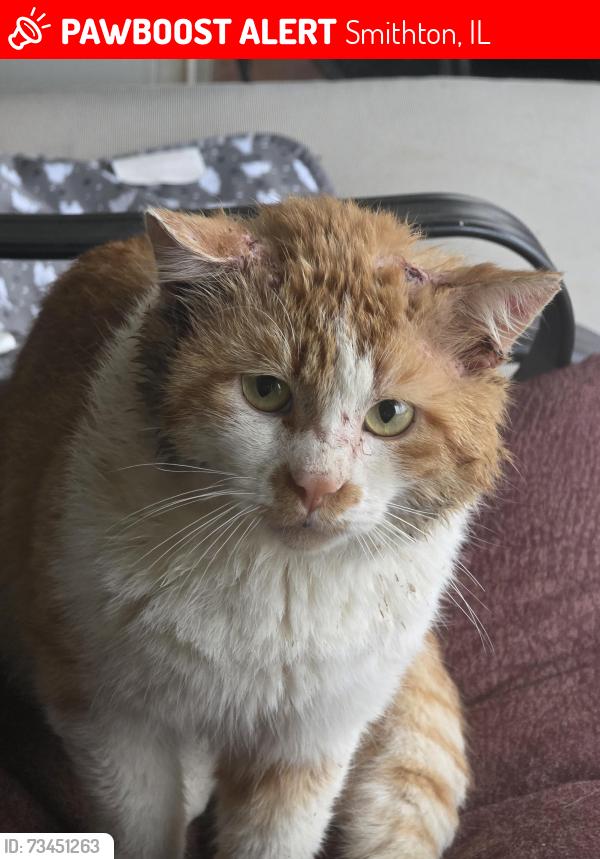 Lost Male Cat last seen Press Rd, Smithton, IL 62285