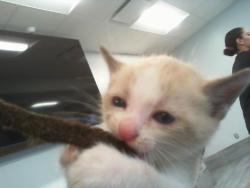 Shelter Stray Female Cat last seen CHARLOTTE, 8315 Byrum Dr, Charlotte, NC 28217, USA