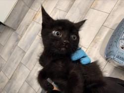 Shelter Stray Male Cat last seen CHARLOTTE, 8315 Byrum Dr, Charlotte, NC 28217, USA