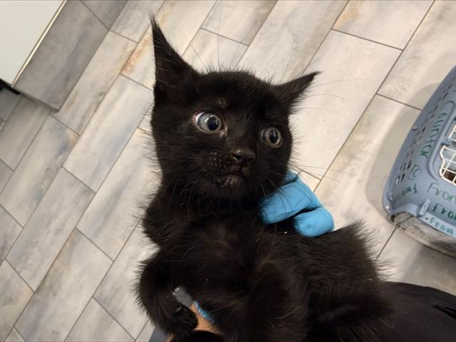 Shelter Stray Male Cat last seen CHARLOTTE, 8315 Byrum Dr, Charlotte, NC 28217, USA
