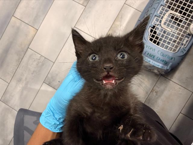 Shelter Stray Male Cat last seen CHARLOTTE, 8315 Byrum Dr, Charlotte, NC 28217, USA