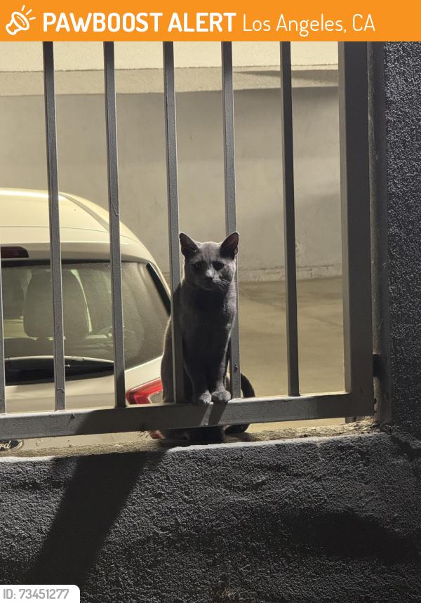 Found/Stray Unknown Cat last seen Between the two buildings on Tyrone Ave between Huston Street and Addison Street, Los Angeles, CA 91423