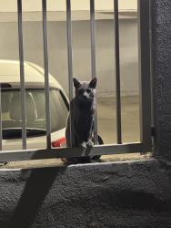 Found/Stray Unknown Cat last seen Between the two buildings on Tyrone Ave between Huston Street and Addison Street, Los Angeles, CA 91423