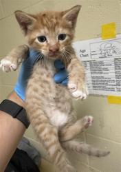 Shelter Stray Male Cat last seen ARENA BLVD & TRUXEL RD, 2127 Front St, Sacramento, CA 95818, USA