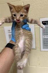 Shelter Stray Male Cat last seen ARENA BLVD & TRUXEL RD, 2127 Front St, Sacramento, CA 95818, USA