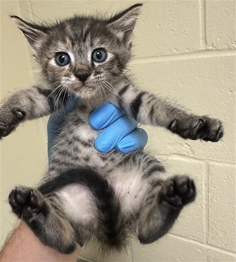 Shelter Stray Female Cat last seen ARENA BLVD & TRUXEL RD, 2127 Front St, Sacramento, CA 95818, USA