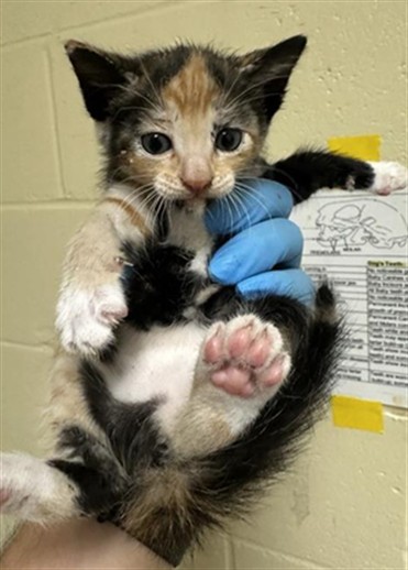 Shelter Stray Female Cat last seen ARENA BLVD & TRUXEL RD, 2127 Front St, Sacramento, CA 95818, USA
