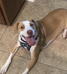 Found/Stray Female Dog last seen Mai, Milwaukee, WI 53215