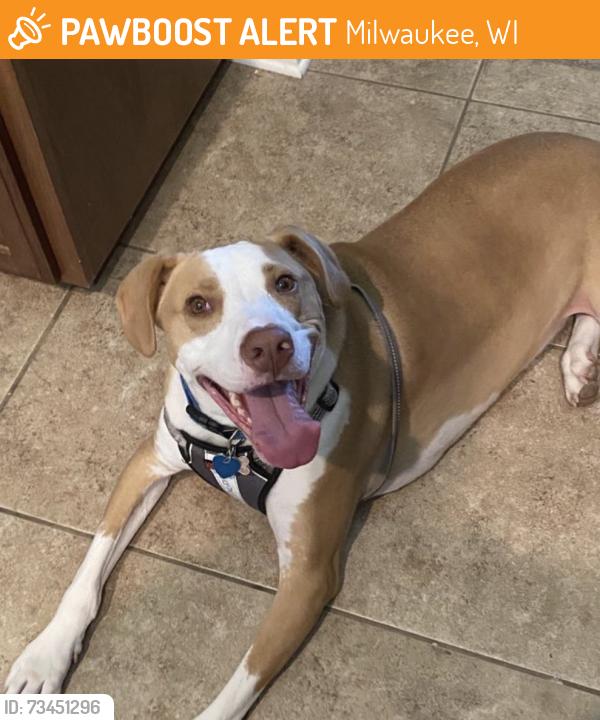 Found/Stray Female Dog last seen Mai, Milwaukee, WI 53215